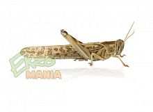 Саранча крупная - уп. 10 шт. Саранча крупная - уп. 10 шт.