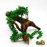 Самшит ампельный ср.