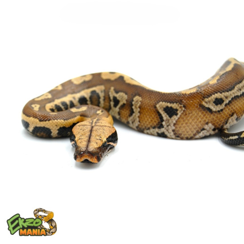 Пестрый короткохвостый питон (Python brongersmai) фото 3