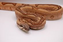 Удав императорский (Boa constrictor imperator) Hypo Jungle (самка)