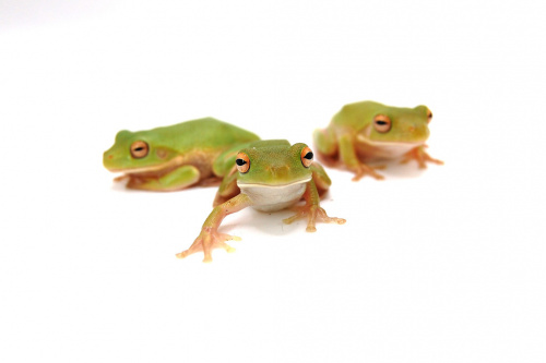 Белогубая квакша (Litoria infrafernata) 2025г фото 2