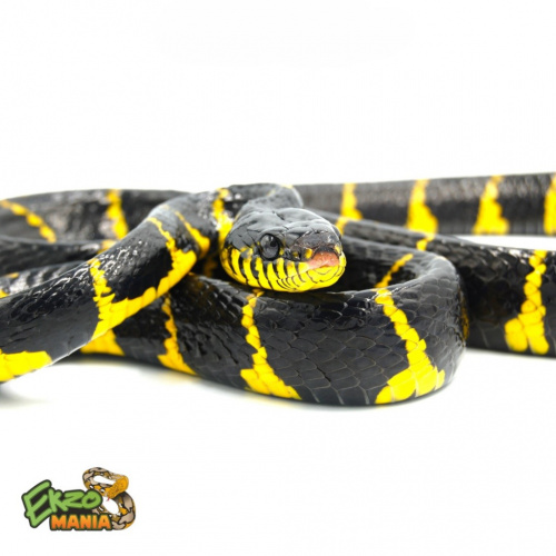 Бойга мангровая (Boiga dendrophila) Central java фото 2