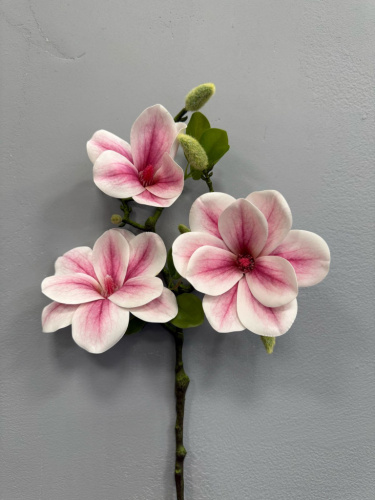 Магнолия фото 2