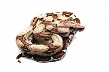 Удав императорский (Boa constrictor imperator) Max Caramel 50% poss. het. Kahl Albino 50% poss.het VPI Caramel het. Anery самка