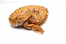 Королевский питон (Python regius) Ultramel