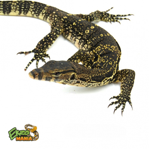 Варан полосатый или водяной (Varanus salvator) Central java фото 2