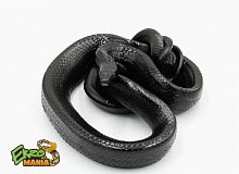 Краснохвостый полоз (Gonyosoma jansenii black) Янсени black Sulawesi