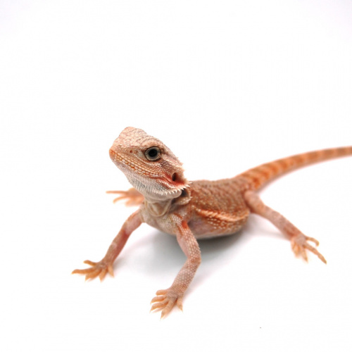 Бородатая агама (Pogona vitticeps) Hypo Trans het Zero фото 2