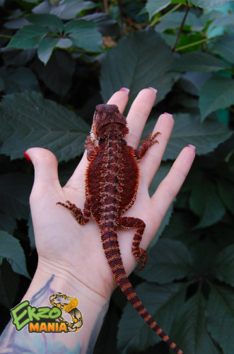 Бородатая агама (Pogona vitticeps) Red Monster фото 3