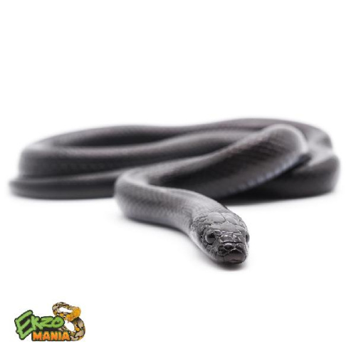 Королевская змея нигрита (Lampropeltis californiae nigrita)