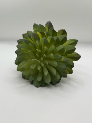 Суккулент 7.2 фото 2