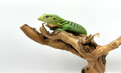 Варан Празинус (Varanus prasinus) фото 2