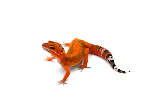 Пятнистый эублефар (Eublepharis macularius) Inferno (2025г) фото 2