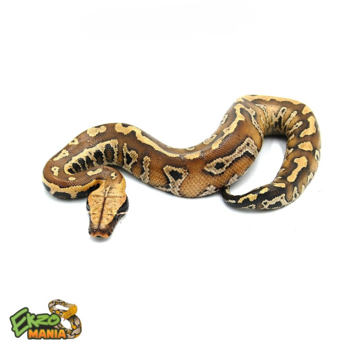 Пестрый короткохвостый питон (Python brongersmai) фото 4