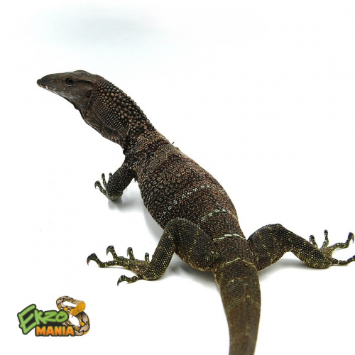 Варан Азиатский (Varanus rudicollis) Sumatra пара фото 2