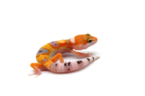 Пятнистый эублефар (Eublepharis macularius) Super Hypo Tangerine W&Y (2025г) фото 5