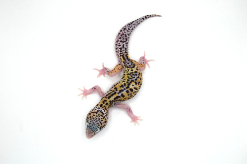 Пятнистый эублефар (Eublepharis macularius) Mack Snow Eclipse phet Tremper Albino (2025г) фото 2