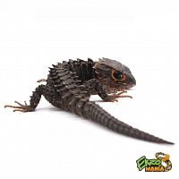 Крокодиловый сцинк (Tribolonotus gracilis) jayapura