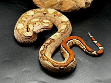 Удав императорский (Boa constrictor imperator) Max Caramel Labyrinth (самка)