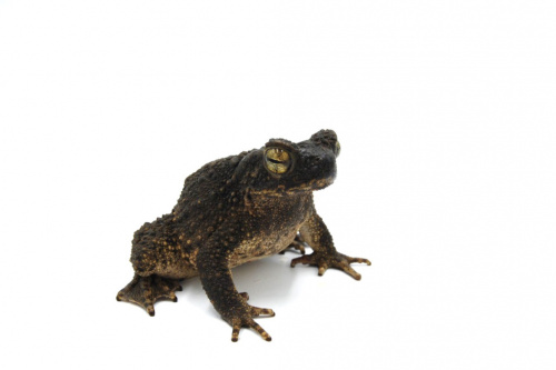 Жесткая жаба (Phrynoidis aspera) фото 2