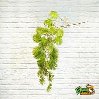 Пальма ампельная