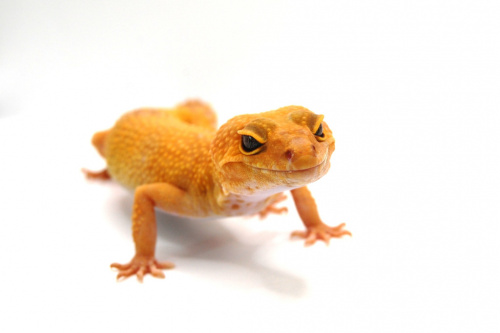 Пятнистый эублефар (Eublepharis macularius) Hypo Bell Albino (самка) фото 3