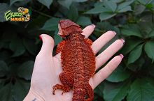 Бородатая агама (Pogona vitticeps) Red Monster