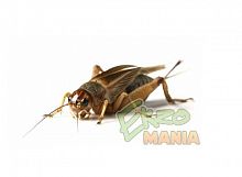 Сверчок банановый предимаго - уп. 20 шт. Сверчок банановый предимаго - уп. 20 шт.