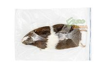 Морская свинка - 1 шт.