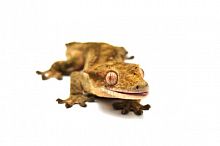 Реснитчатый бананоед (Correlophus ciliatus) Tiger (самец)