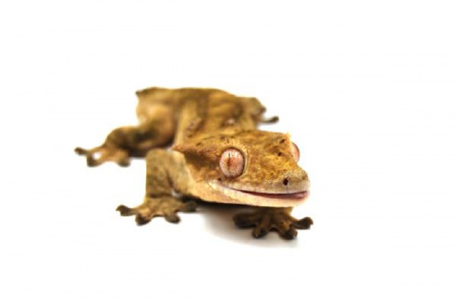 Реснитчатый бананоед (Correlophus ciliatus) Tiger (самец)