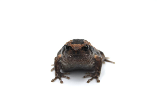 Украшенная бычья лягушка (Kaloula pulchra) - S фото 3