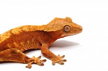 Реснитчатый бананоед (Rhacodactylus ciliatus) Harlequin (н/о)