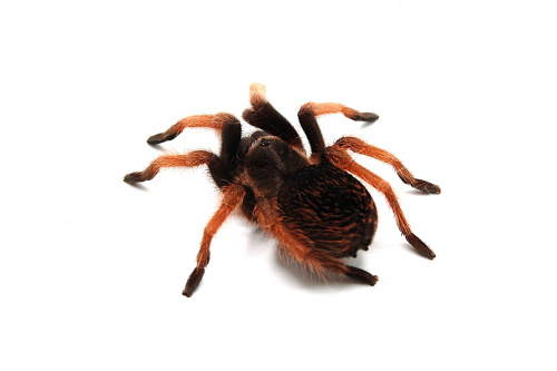 Brachypelma klaasi  самка L 4-5 фото 2