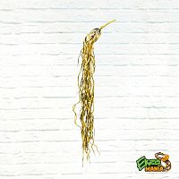 Корни воздушн.