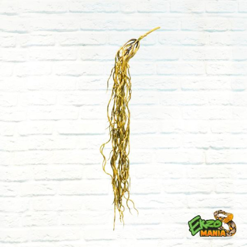 Корни воздушн.