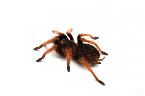 Паук (Brachypelma klaasi)  самка L 4-5 фото 2