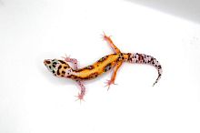 Пятнистый эублефар (Eublepharis macularius) Mack Snow Bell Albino White&Yellow