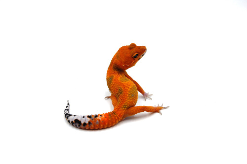 Пятнистый эублефар (Eublepharis macularius) Inferno (2025г) фото 6