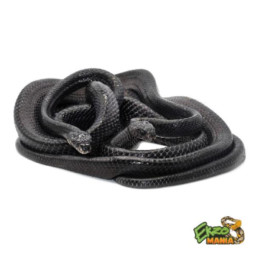 Бойга узкополосая (Boiga dendrophila gemmicincta)