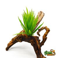 Суккулент 27