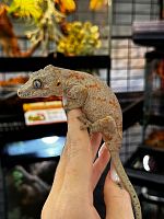 Ушастый бананоед (Rhacodactylus auriculatus) Orange Blotch (самка)