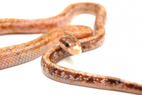 Тонкохвостый полоз (Orthrophis taeniurus Calico) фото 2