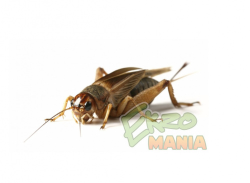 Сверчок банановый предимаго - уп. 100 шт.