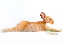 Замороженный кролик - весовой Замороженный кролик - весовой