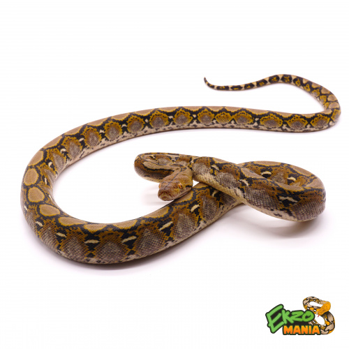 Сетчатый питон (Python reticulatus)  Dwarf Normal