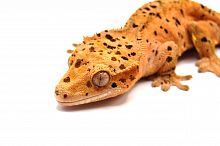 Реснитчатый бананоед (Rhacodactylus ciliatus) Orange Super Dalmatian (самка)