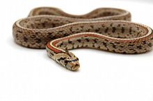 Балканский леопардовый полоз (Zamenis situla)