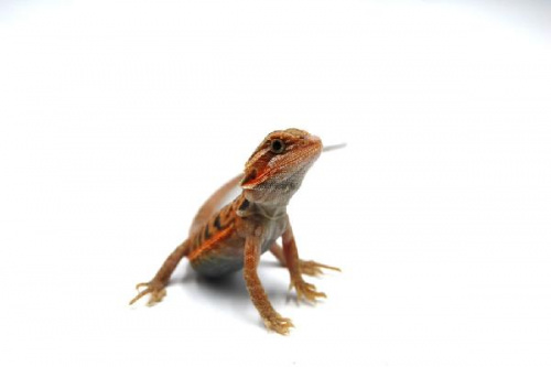 Бородатая агама (Pogona vitticeps) Hypo Trans Leatherback