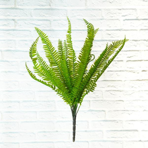 Папоротник 2